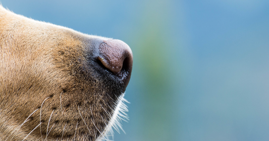 What Dogs Really Smell: Inside the Canine Brain’s Reaction to Treats