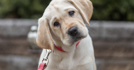 Why We Often Misread Our Dogs’ Emotions