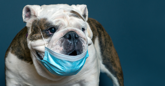 Canine Cancer Detectives: How Dogs’ Noses and AI Could Save Lives