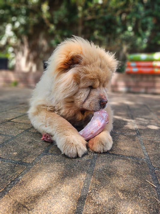 Breaking down the bowl: Rethinking canine nutrition with Lew Olson