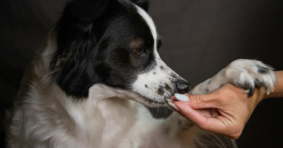 How Dogs Age: What a New Study Reveals — And Why Treat Quality Matters