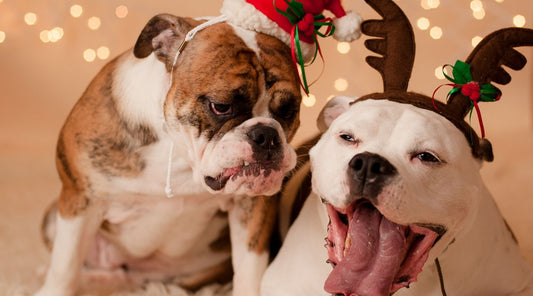 Keeping Dogs Safe This Christmas: Foods & Hazards to Avoid